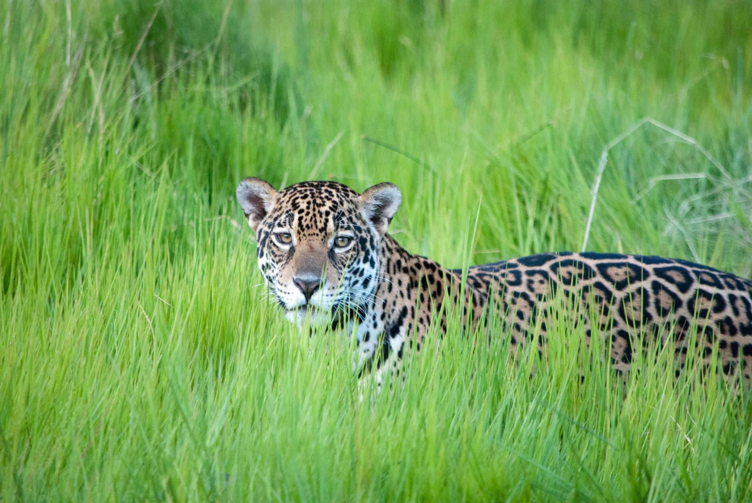 圖庫：巴西潘塔納爾濕地的野生動物照片